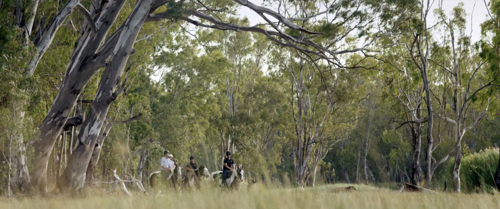 a group of people riding horses through a forest