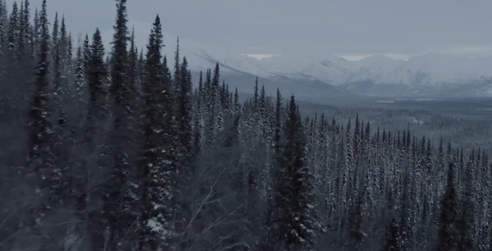 a forest filled with lots of trees covered in snow