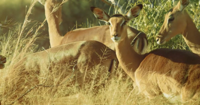 a herd of deer standing on top of a grass covered field