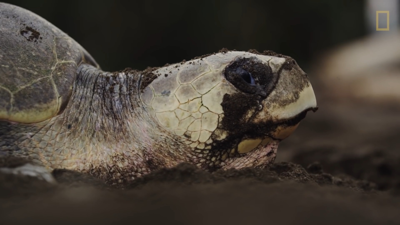 a close up of a turtle laying on the ground