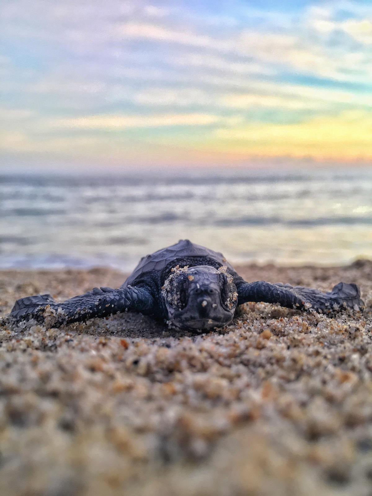 a baby turtle is laying on the beach