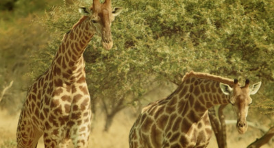 a couple of giraffe standing next to each other