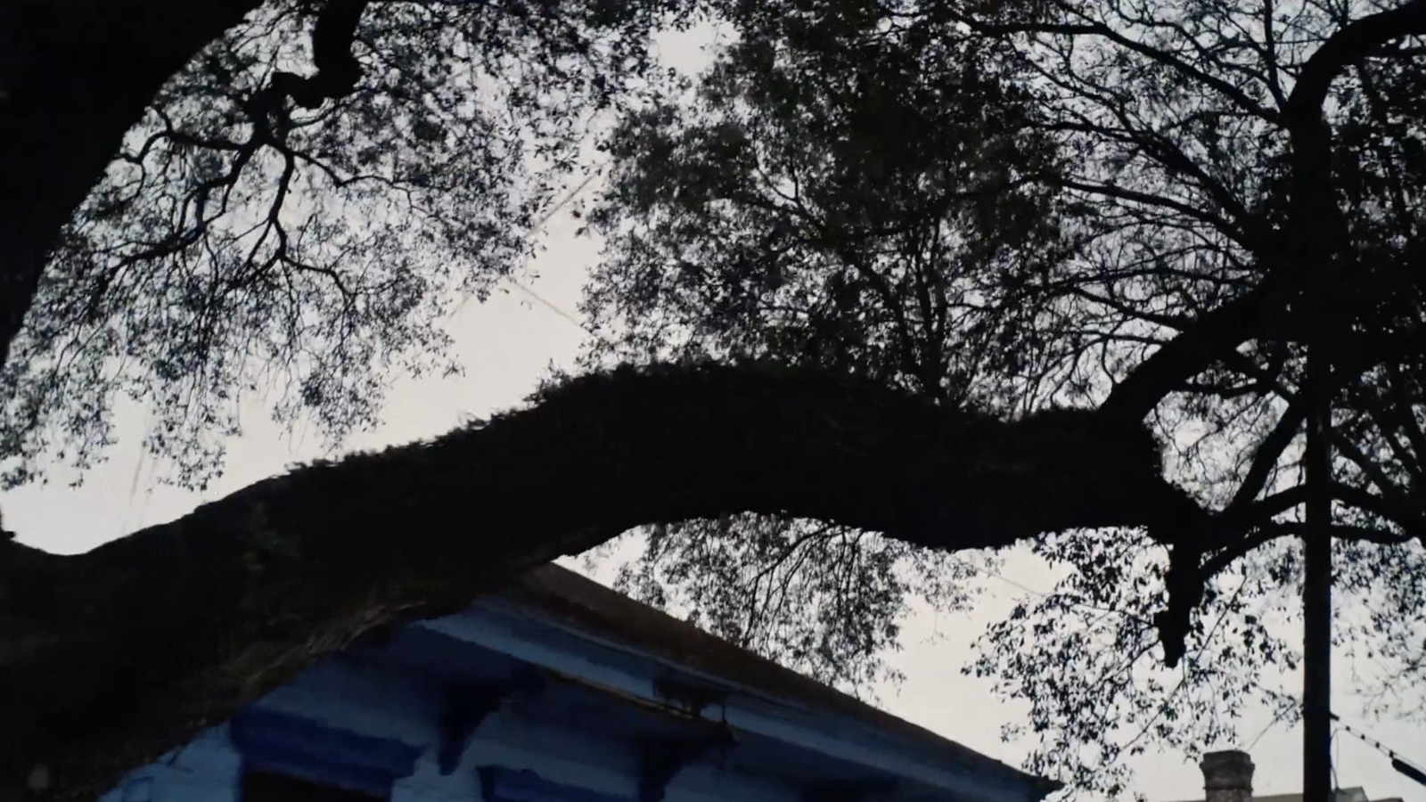 a large tree in front of a blue building