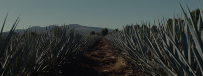 a row of pineapples in a field with mountains in the background