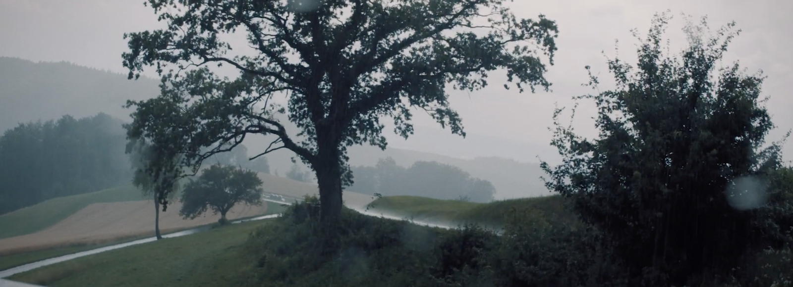 a tree on a hill near a road