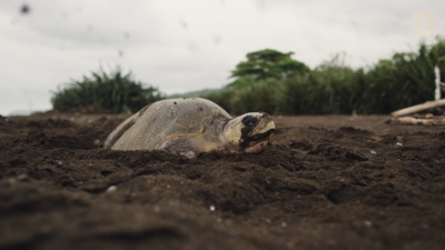 a large turtle laying on top of a sandy beach