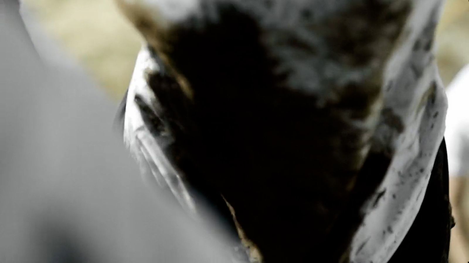 a close up of a black and white cow