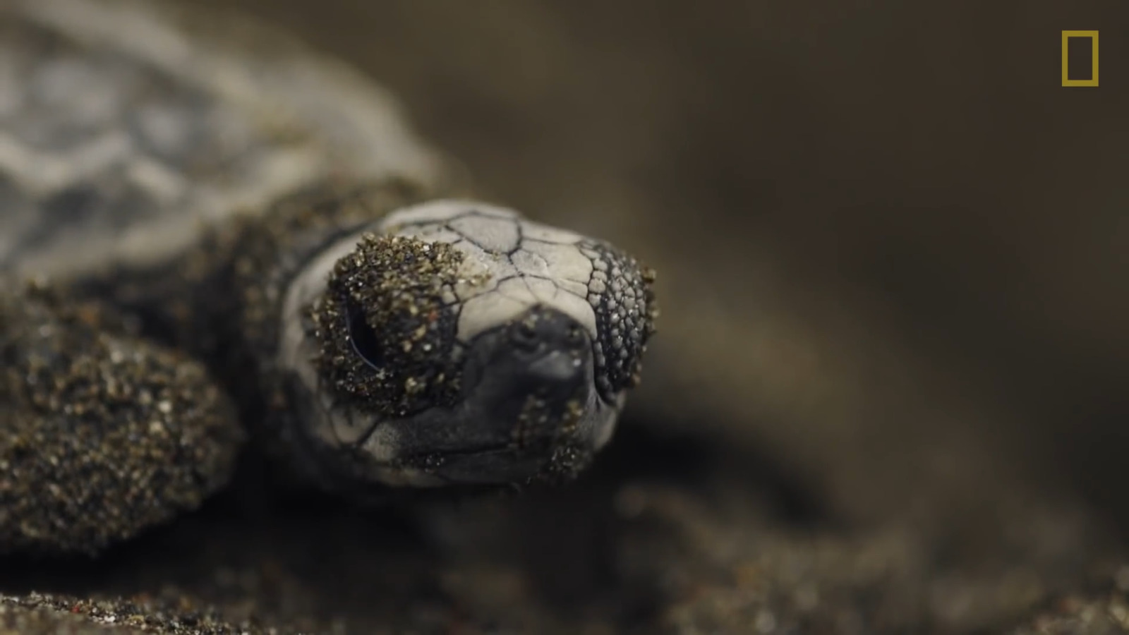 a close up of a turtle's head with a blurry background