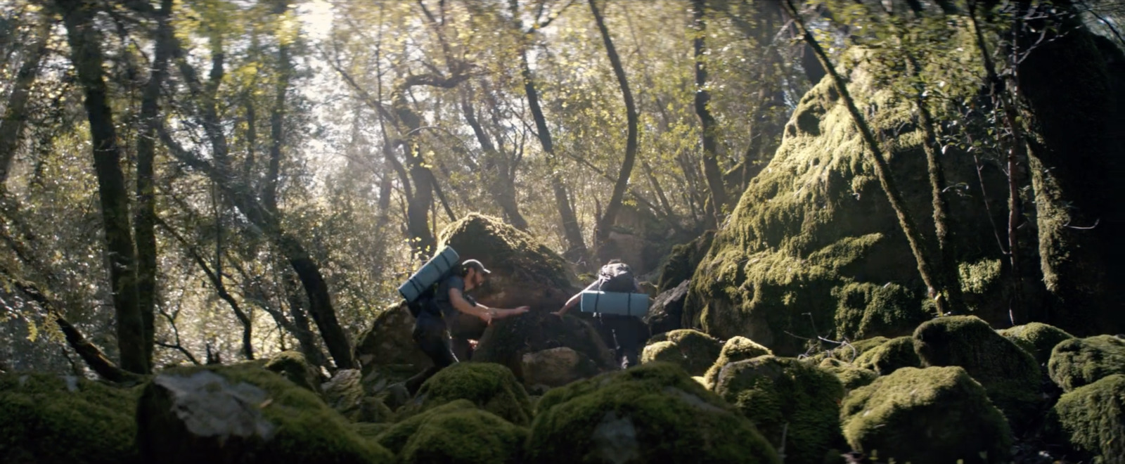 a couple of people walking through a lush green forest