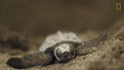 a baby turtle laying on its back in the sand