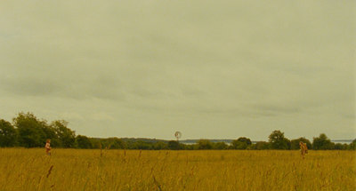 a couple of giraffe standing on top of a lush green field