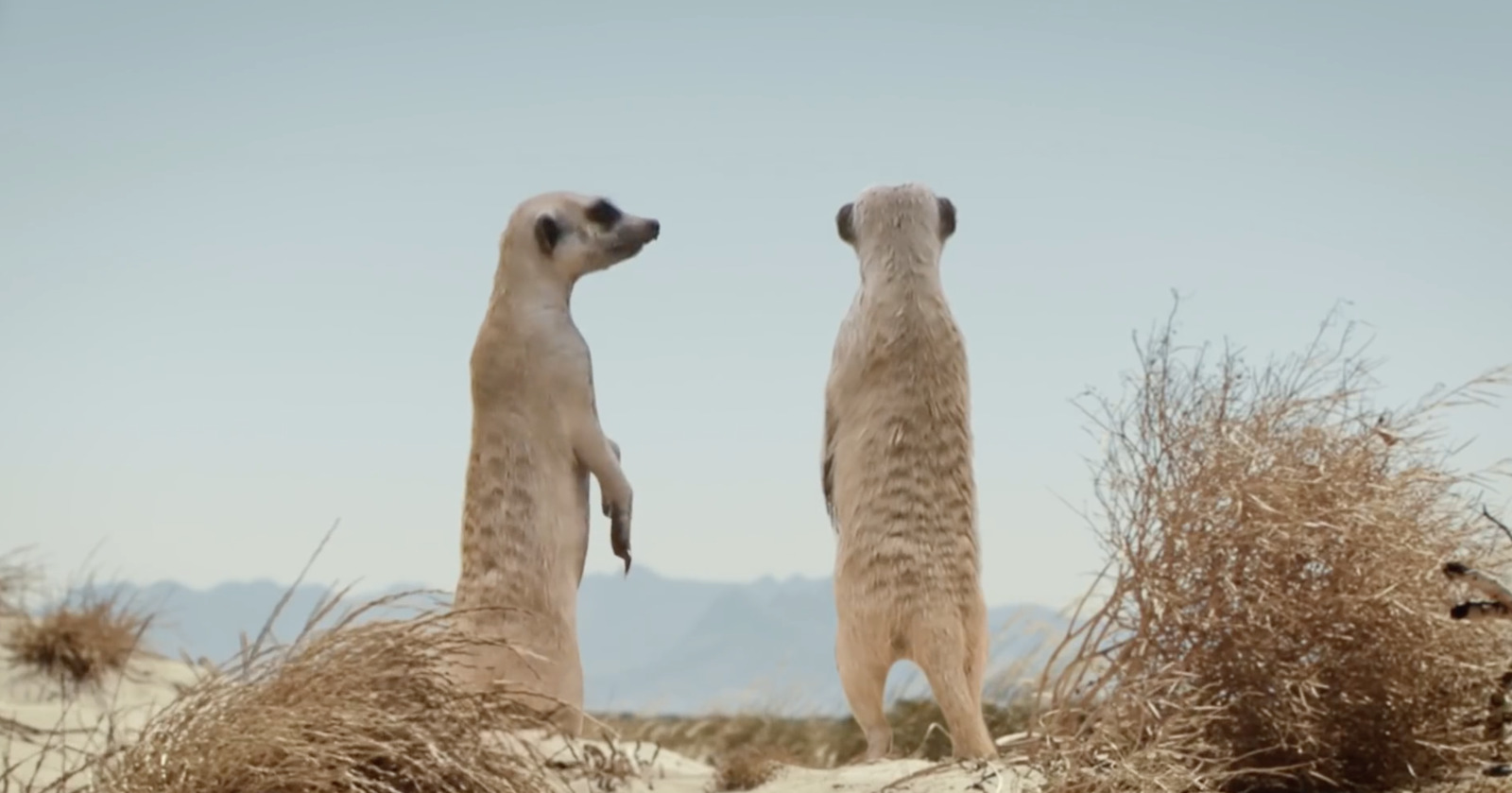 two meerkats standing on their hind legs in the sand