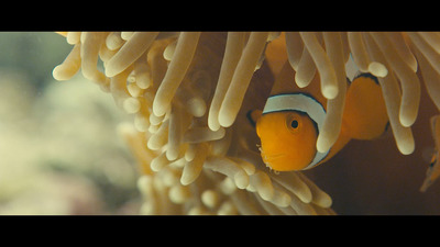 a clown fish hiding in an anemone