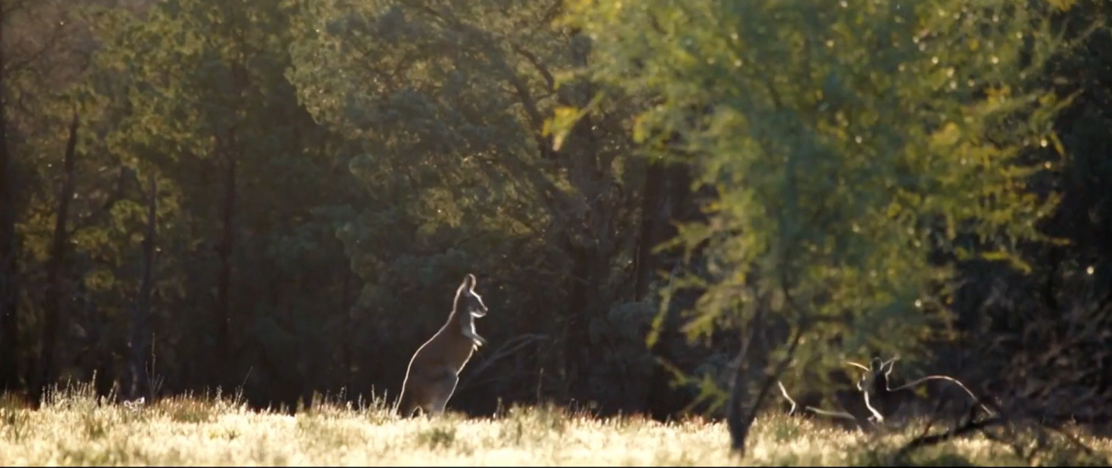 a kangaroo in a field with trees in the background