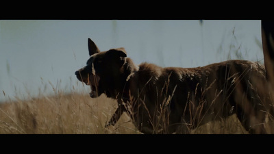 a dog standing in a field of tall grass