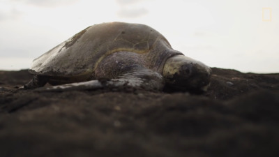 a large turtle laying on top of a sandy beach