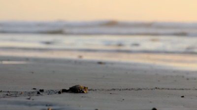 a small turtle crawling on a sandy beach