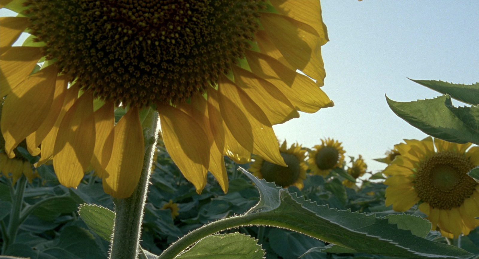 a large sunflower standing in the middle of a field