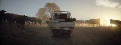 a truck driving down a dirt road next to a herd of cattle