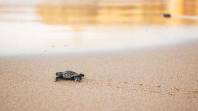 a baby turtle crawling on the sand of a beach