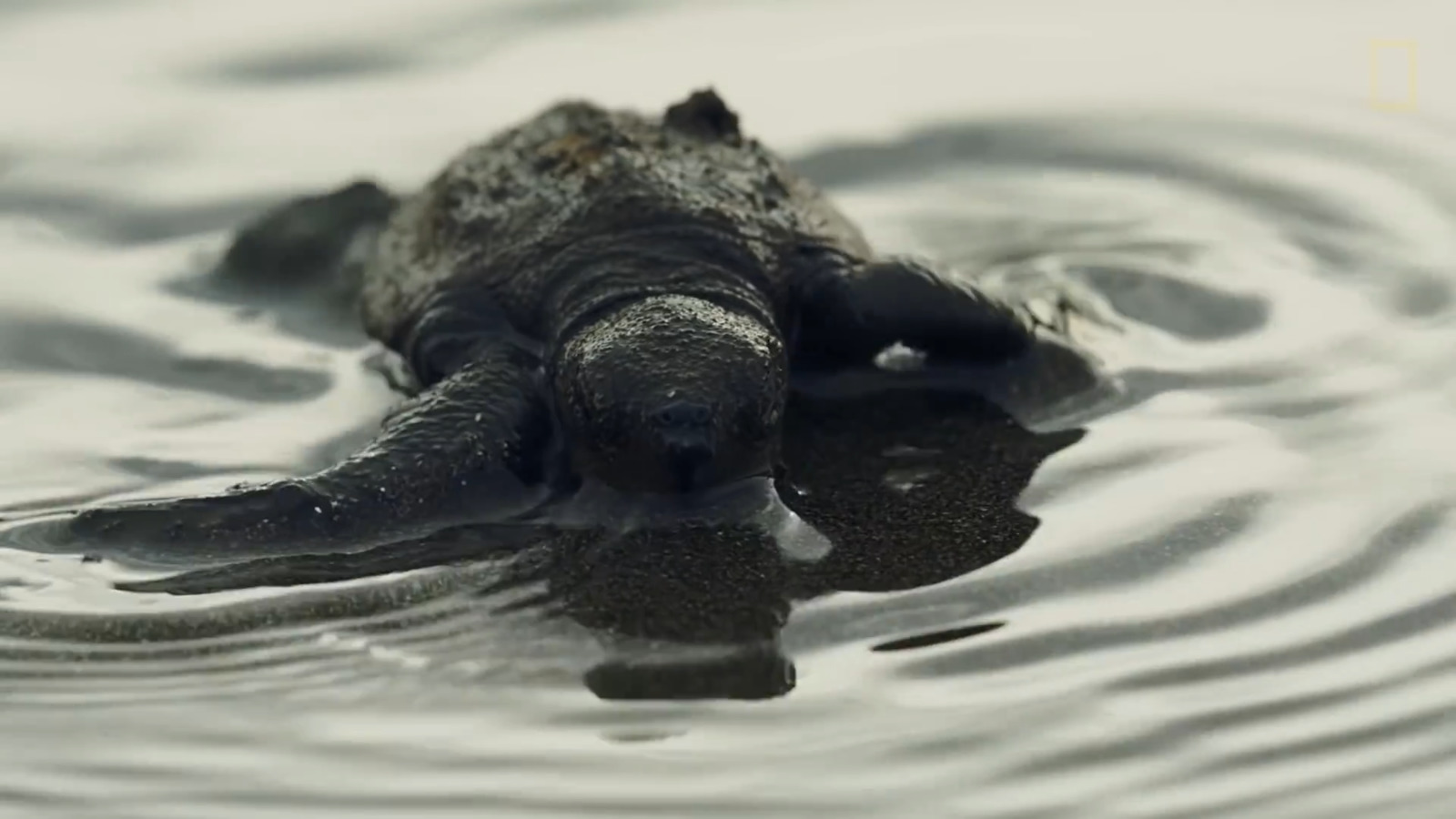 a large alligator swimming in a body of water