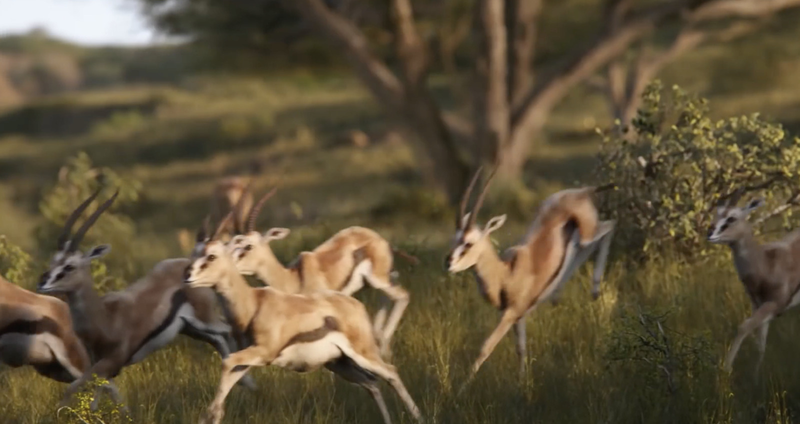 a herd of gazelle running through a grassy field