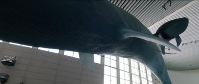 a sculpture of a dolphin in a building