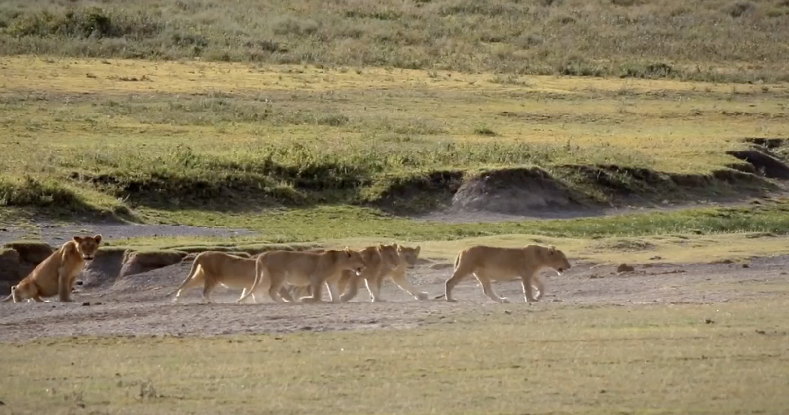 a herd of lions walking across a grass covered field