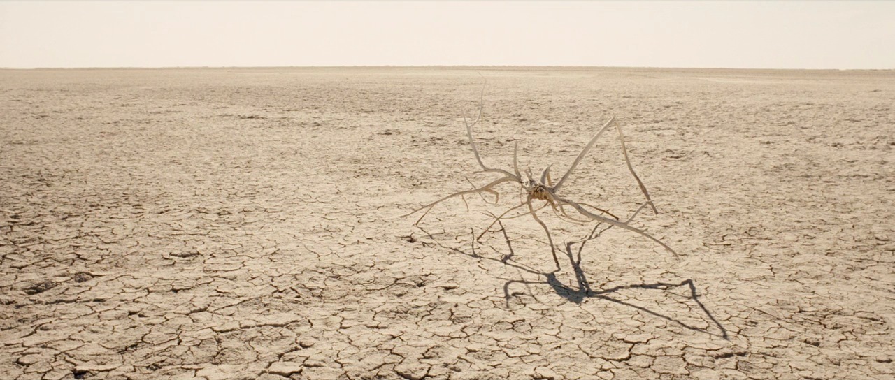 a large spider in the middle of a desert