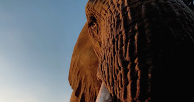 a close up of an elephant's face with a blue sky in the background