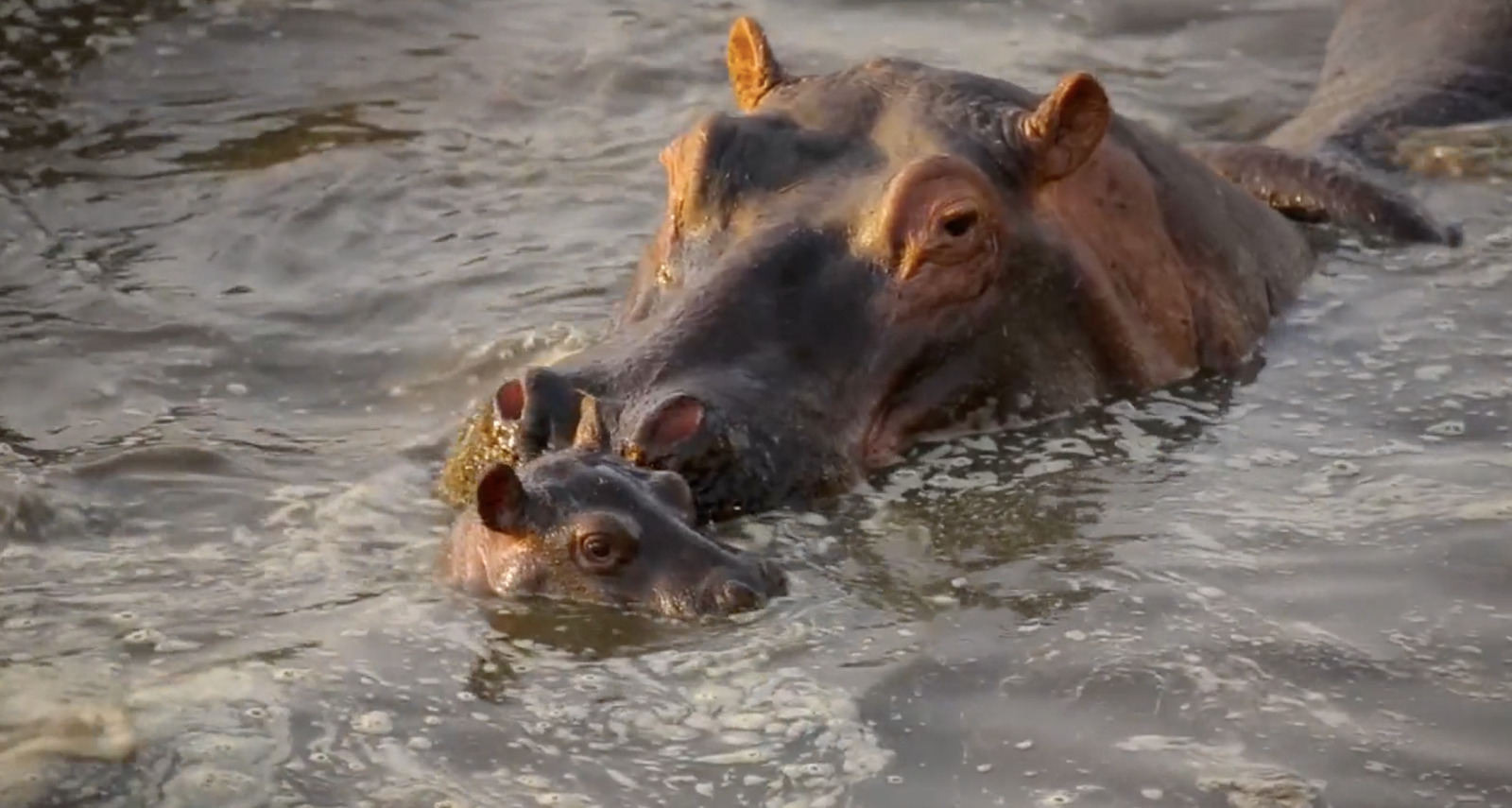 a hippopotamus swimming in a body of water