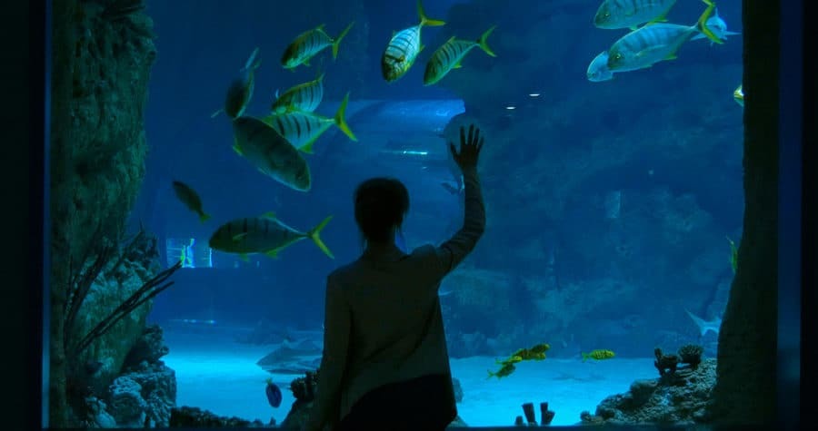 a man standing in front of an aquarium looking at fish