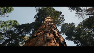 a tall tree standing in the middle of a forest