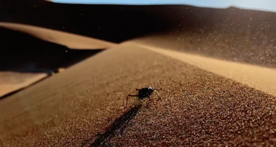 a small bug crawling in the sand of a desert