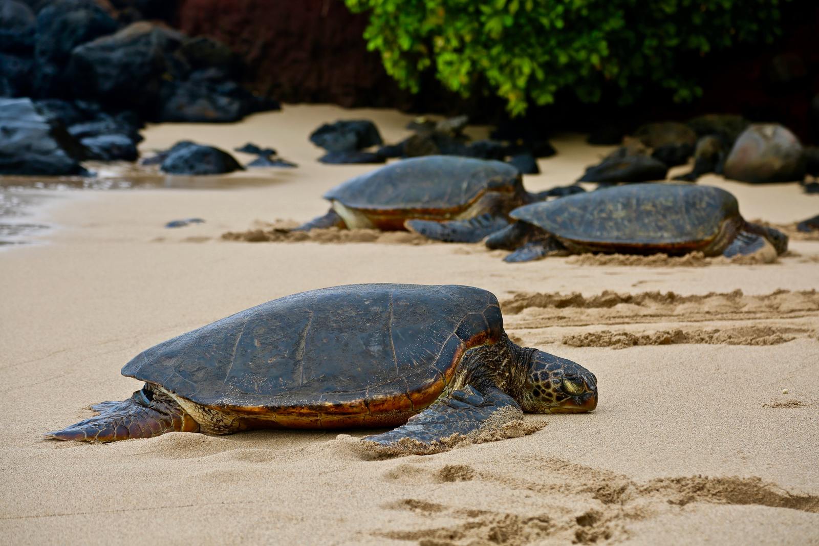 a group of turtles laying on top of a sandy beach