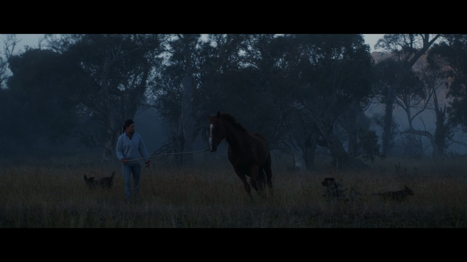 a man walking a horse in a field with two dogs