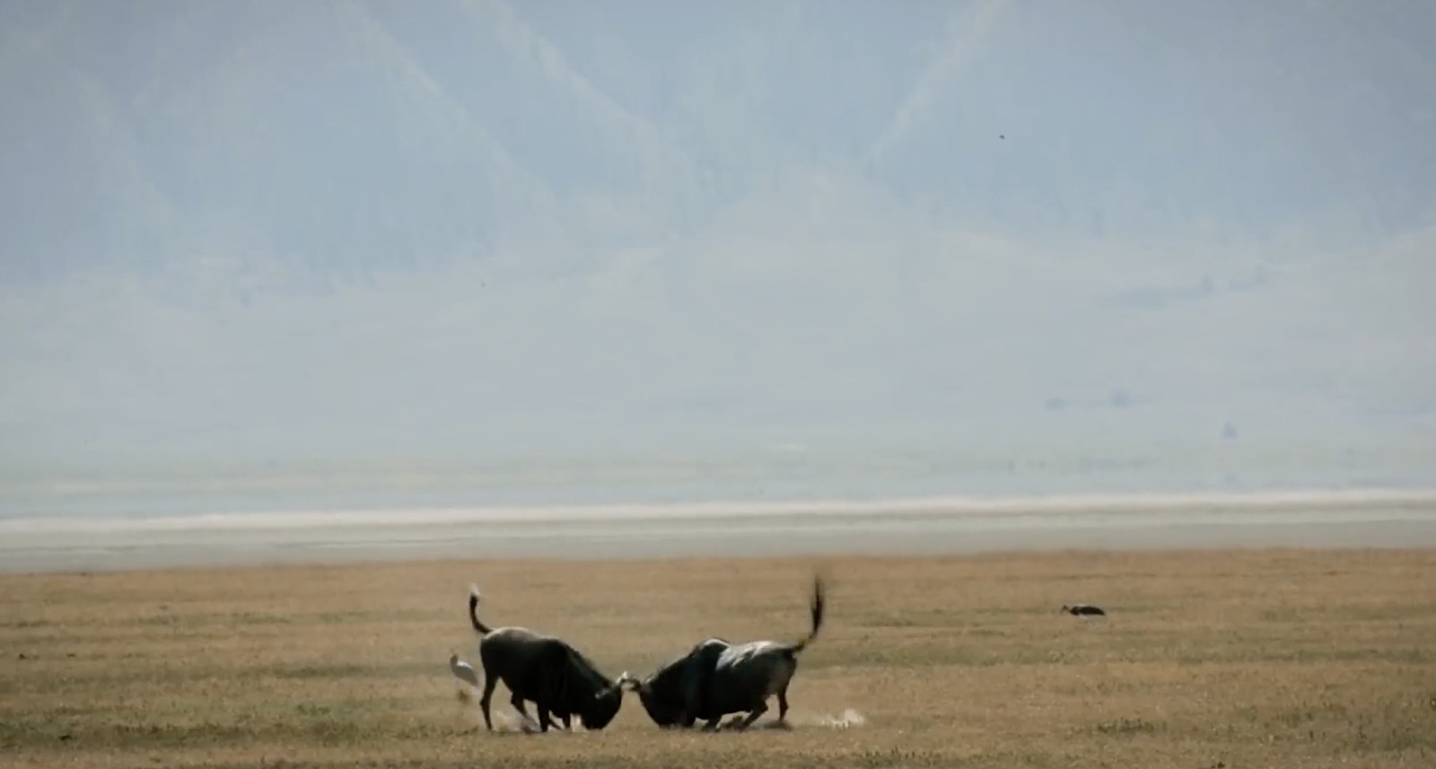 a couple of animals that are standing in the grass