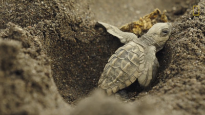 a baby turtle crawling out of the sand