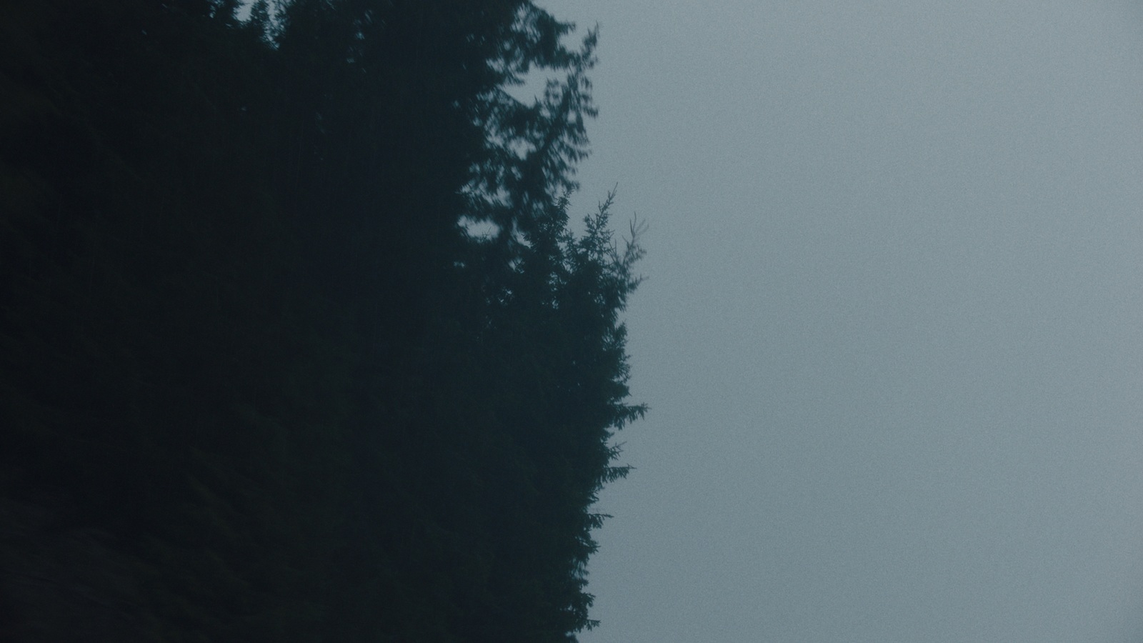 a plane flying over a forest on a foggy day