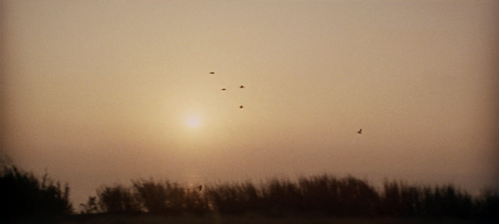 a group of birds flying in the sky at sunset