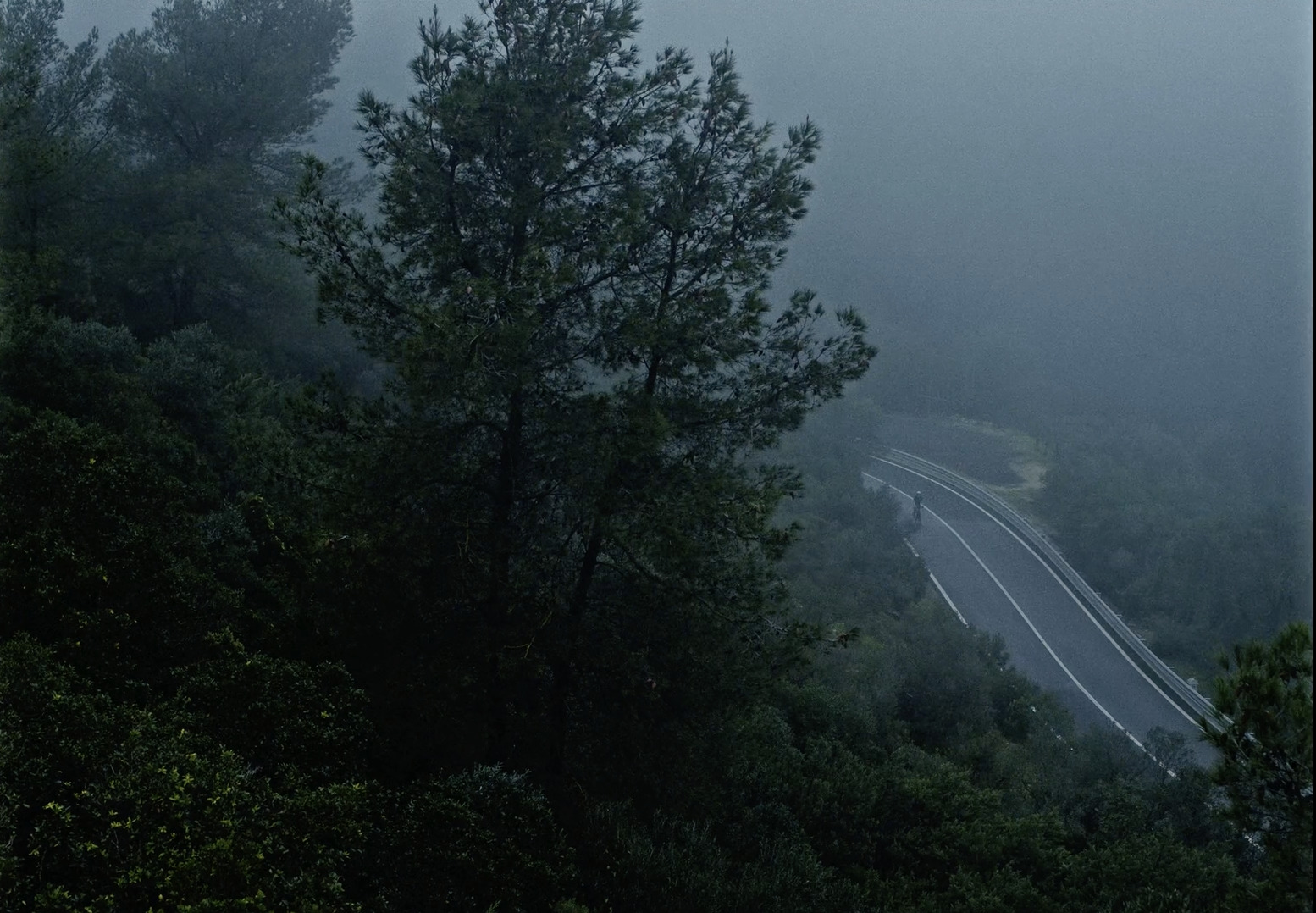 a road in the middle of a forest on a foggy day