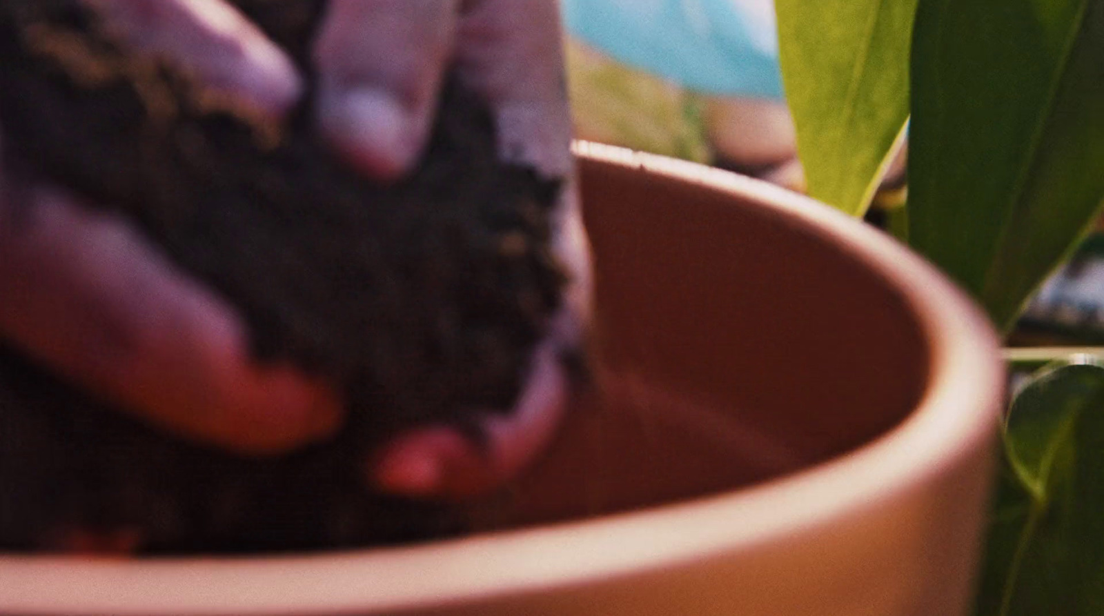 a close up of a person holding a plant in a pot