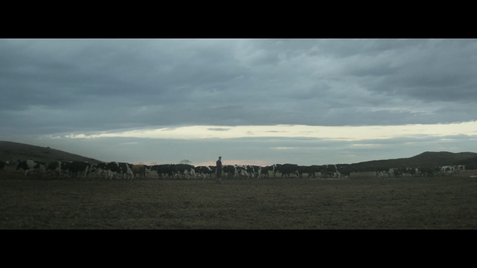 a herd of cattle walking across a grass covered field