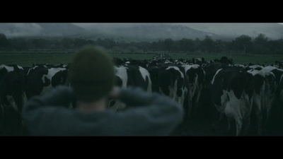 a man standing in front of a herd of cows