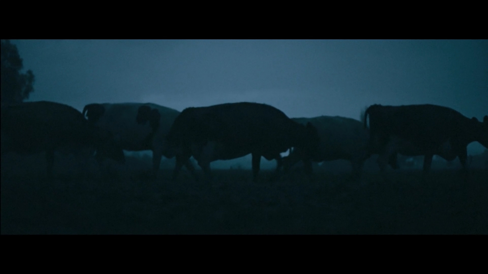 a herd of cattle standing on top of a grass covered field