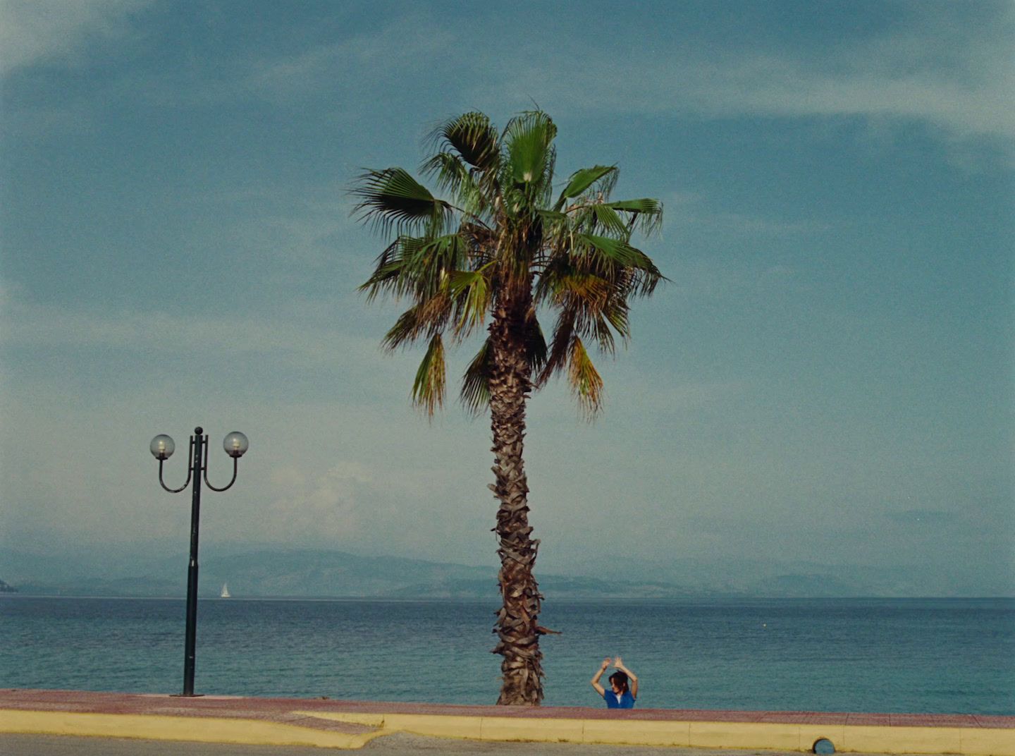 a palm tree sitting on the side of a road next to the ocean