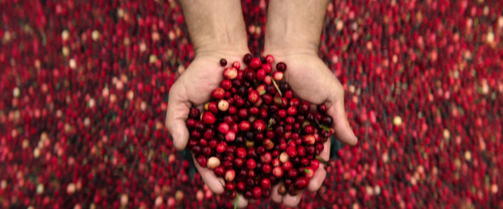 a person holding a handful of berries in their hands