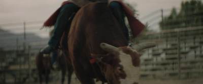 a cow with a rider on it's back