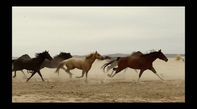 a herd of horses running across a sandy field