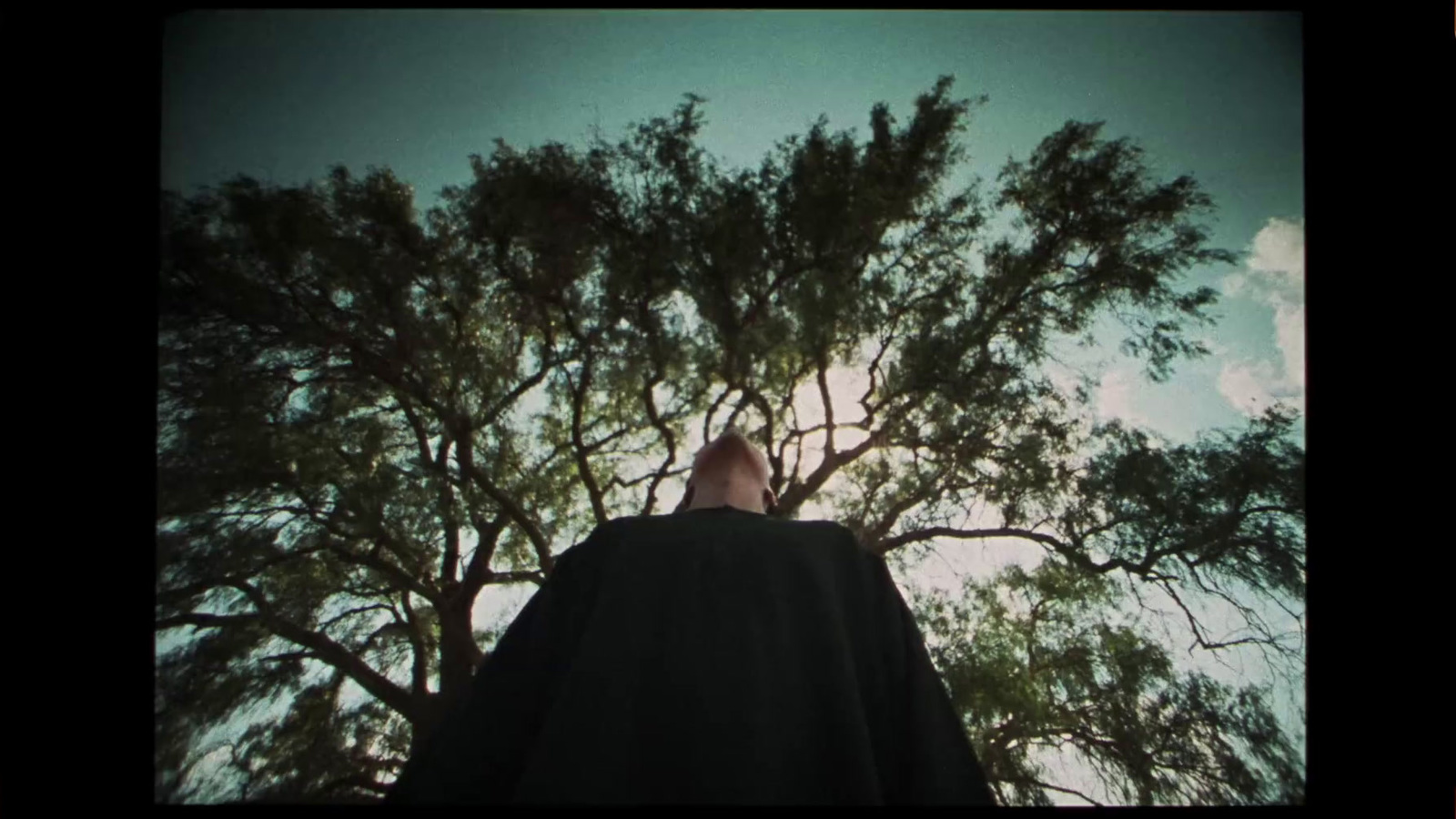 a person standing in front of a tree looking up at the sky